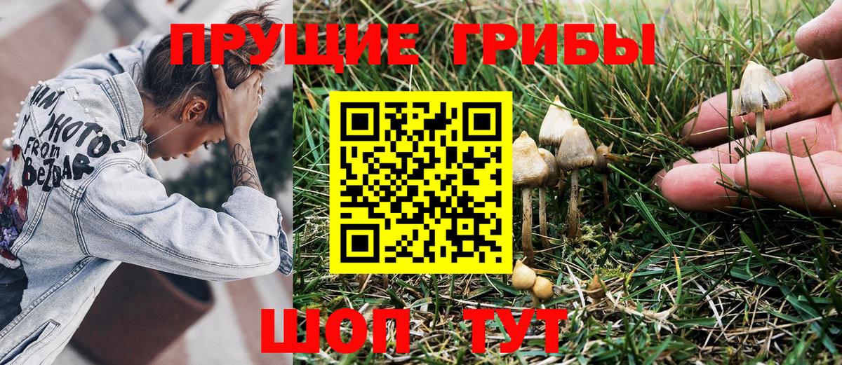 Псилоцибиновые грибы GOLDEN TEACHER Сертолово